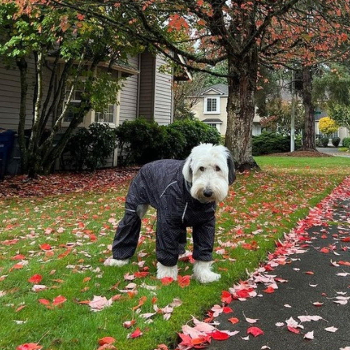 Customer photo: dog in the Puddle Jumper raincoat