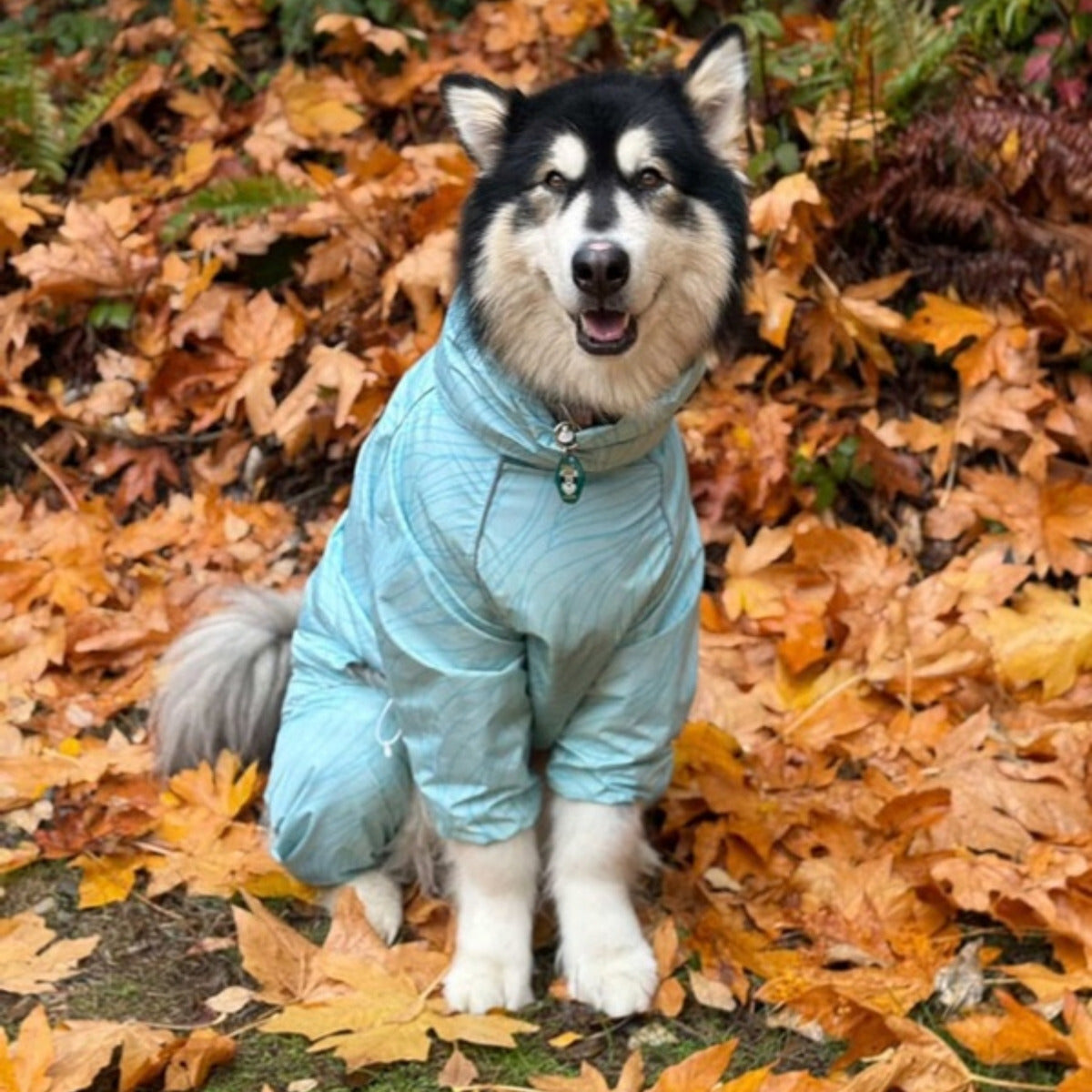Customer photo: dog in the Puddle Jumper raincoat