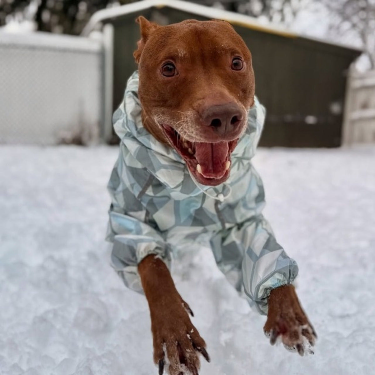 Customer photo: dog in the Puddle Jumper raincoat