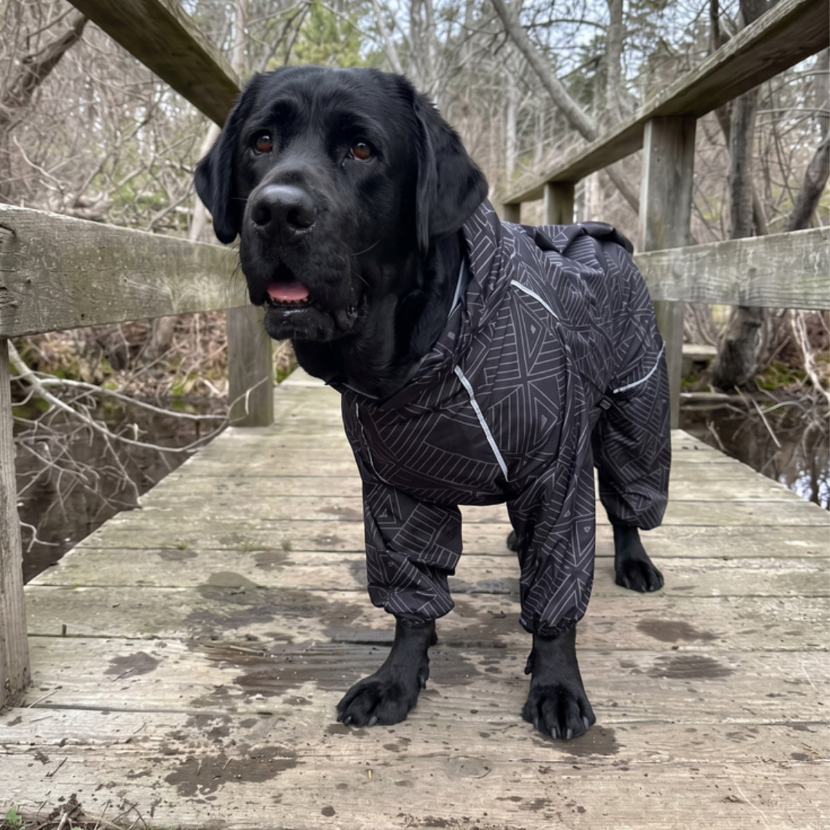Black Labrador in the Eclipse Puddle Jumper raincoat on a wooden boardwalk 