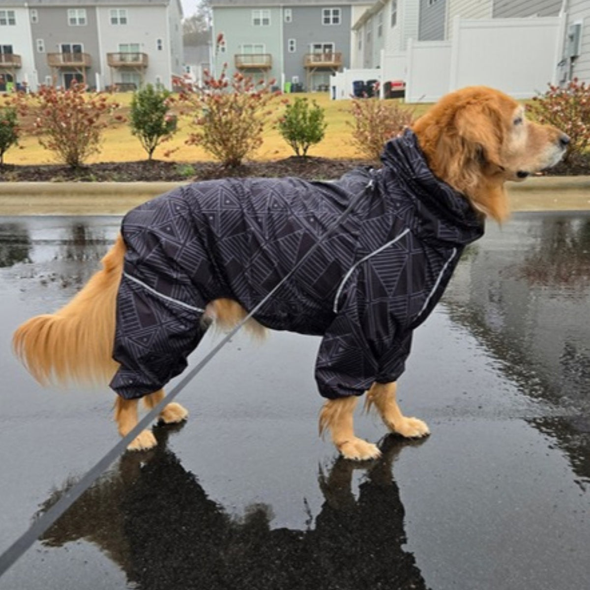 Golden retriever in the Eclipse Puddle Jumper raincoat on a wet street 
