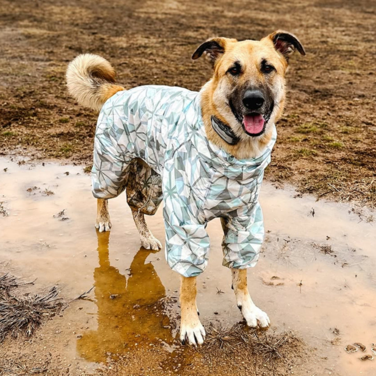 Shepherd mix standing in a muddy puddle in the Overcast Puddle Jumper raincoat 