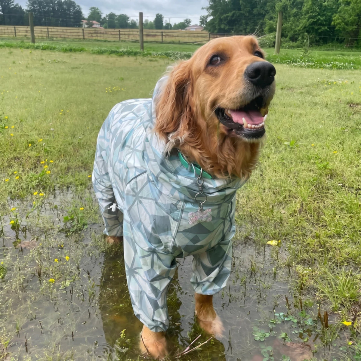 Golden retriever in the Overcast Puddle Jumper raincoat in a wet field 
