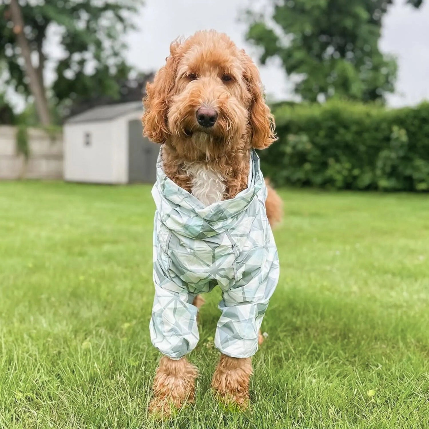 Puddle Jumper Dog Raincoats - WOOFESSENTIAL