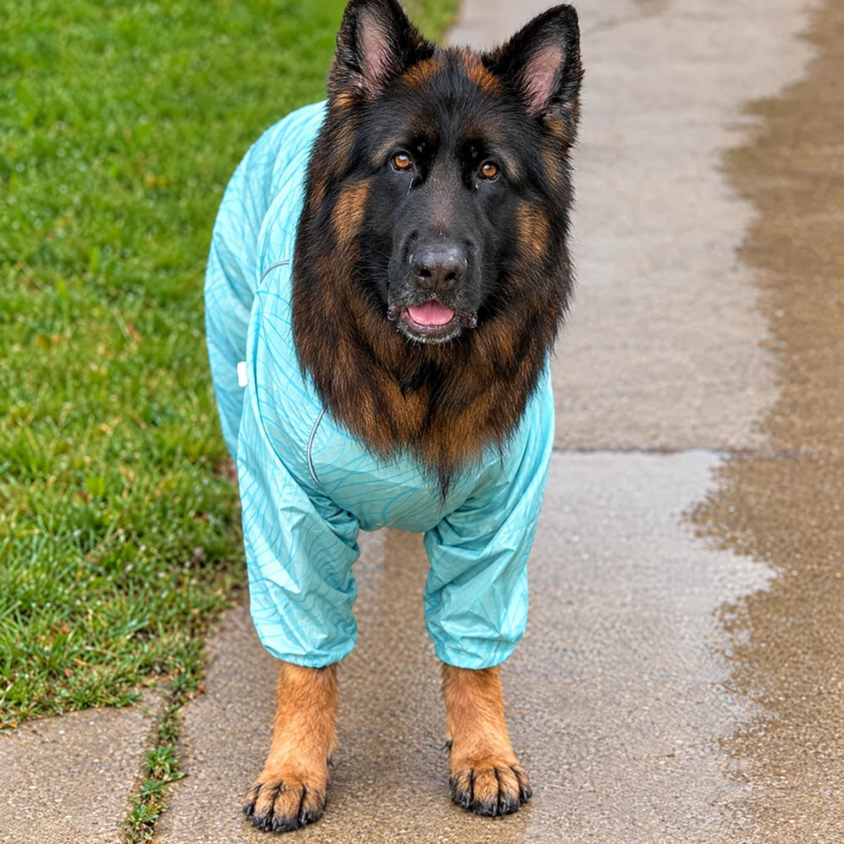 German shepherd in the Ripple Puddle Jumper raincoat, front view on a wet path