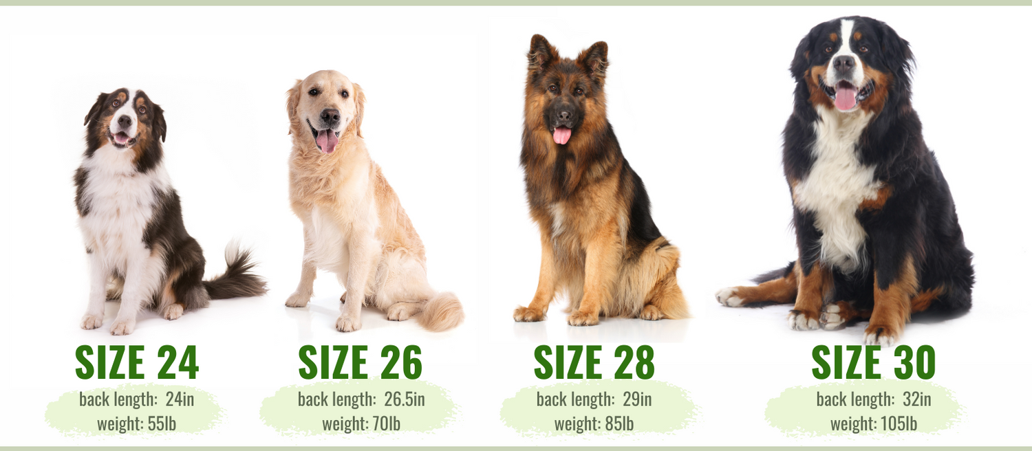 Bernese Mountain Dog Size Chart bernese-mountain-dog-size-chart