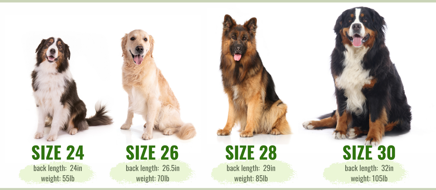 bernese mountain dog size chart