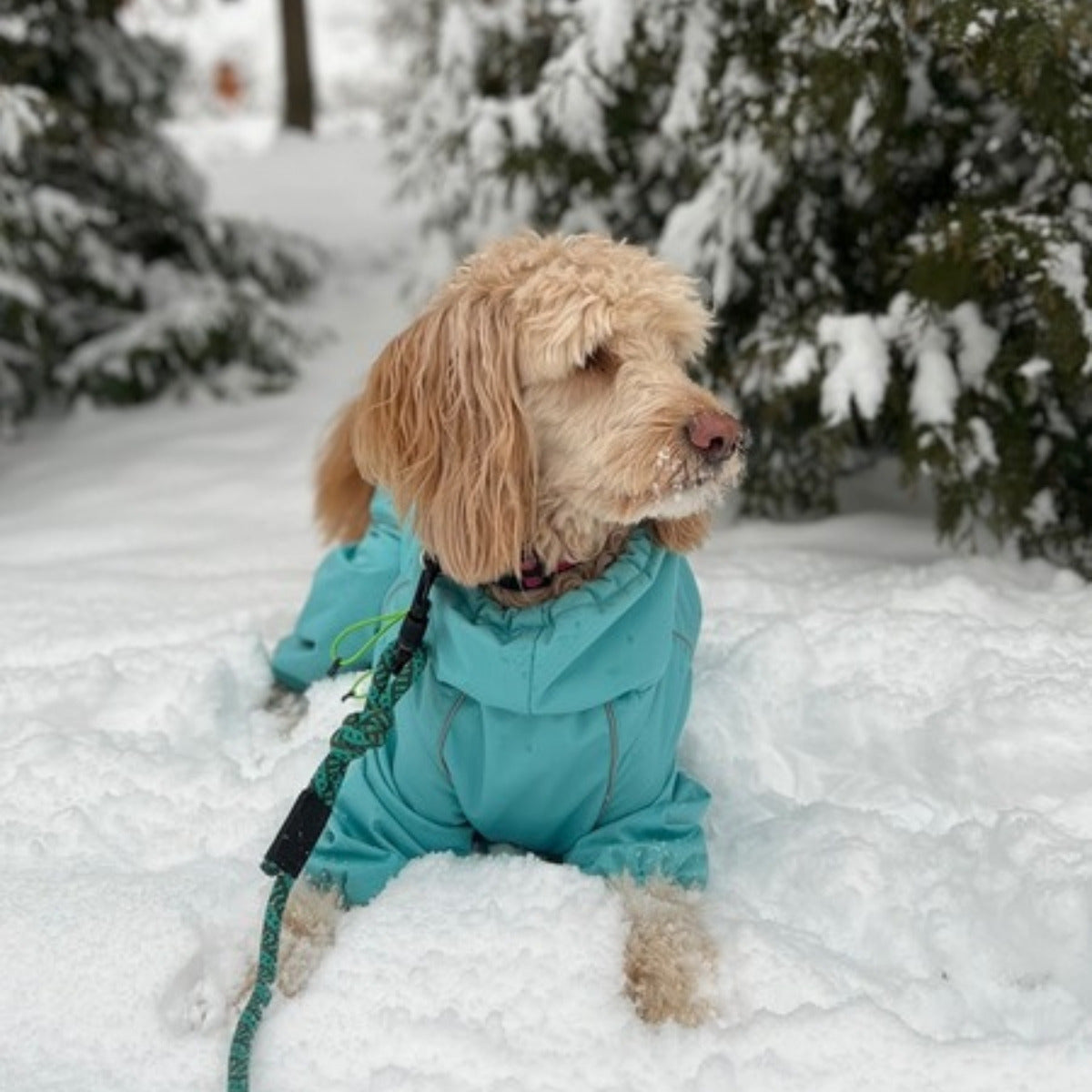 Customer photo: doodle in deep snow wearing the Snow Warrior