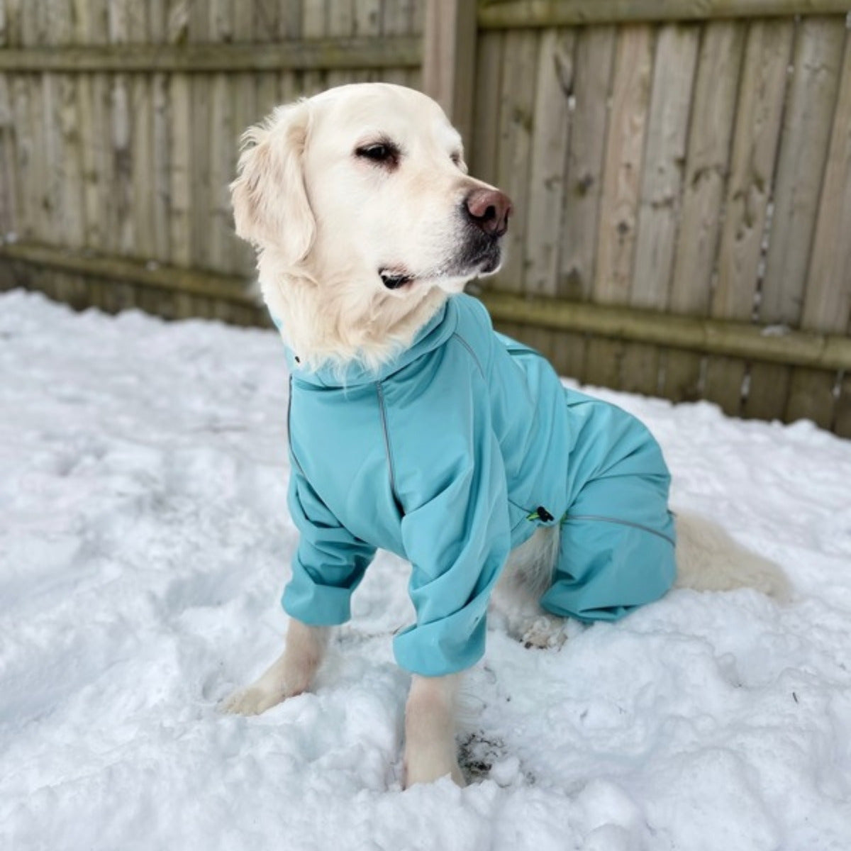 Customer photo: golden retriever sitting in snow in the Snow Warrior