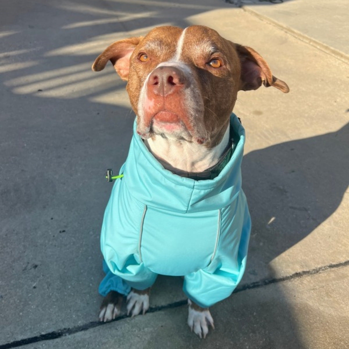 Customer photo: pit bull mix in the Oasis Snow Warrior