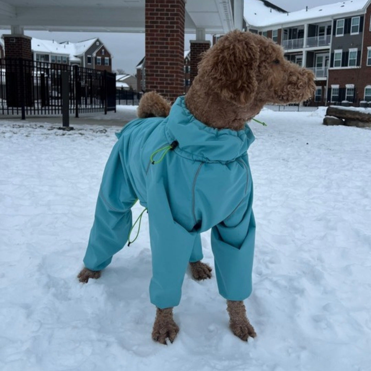Customer photo: doodle standing in snow in the Snow Warrior