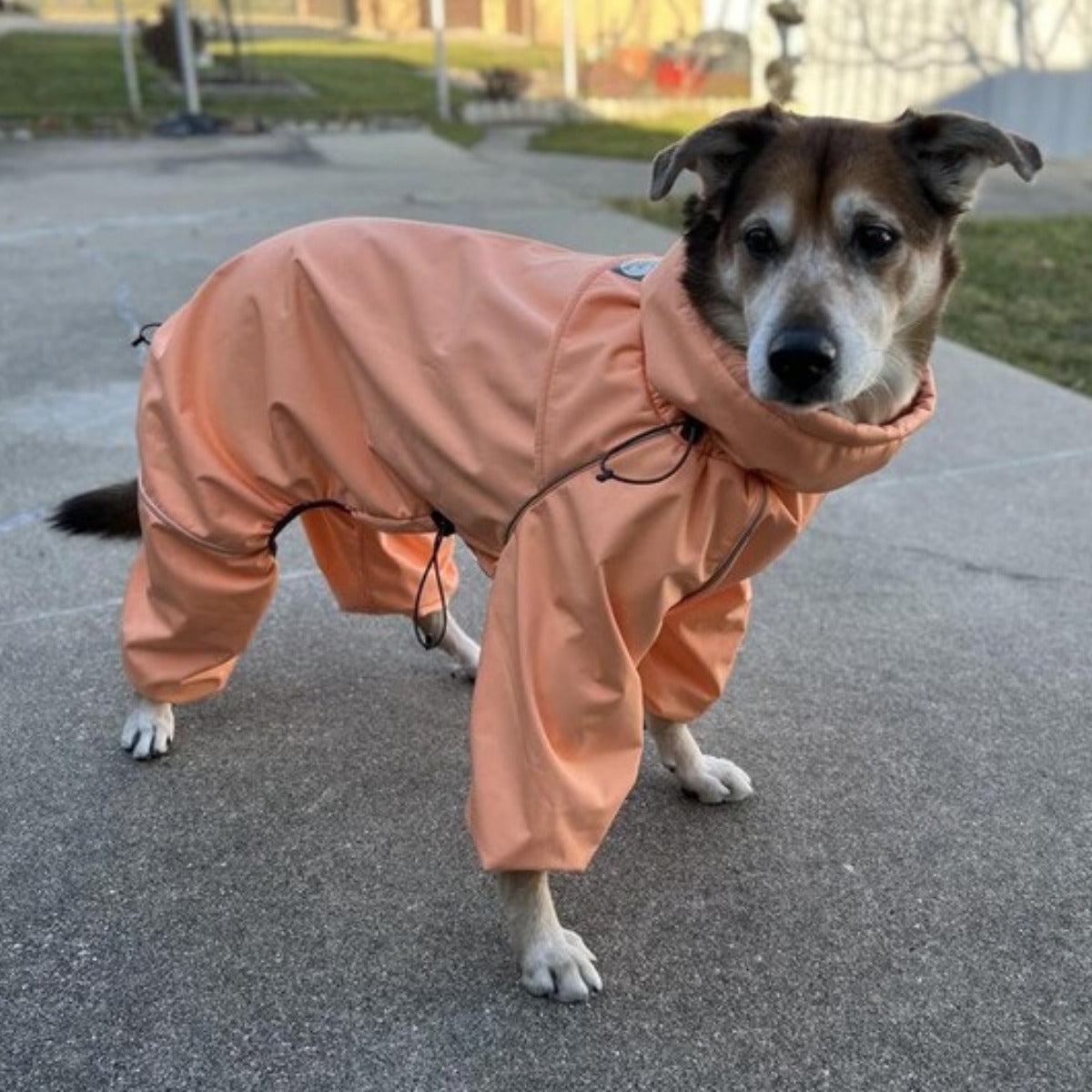Customer photo: mixed-breed dog in the Sunset Snow Warrior