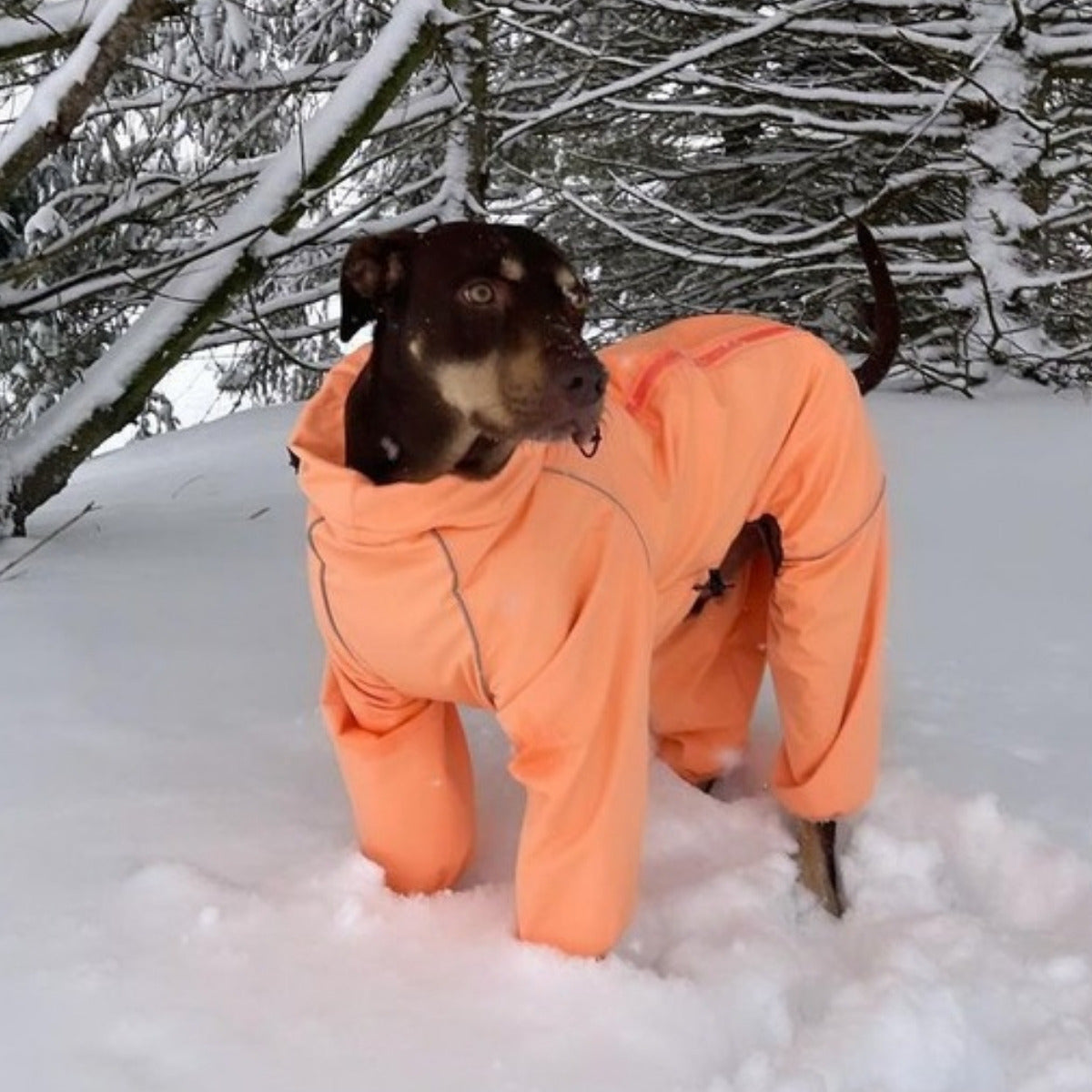 Customer photo: dog in deep snow in the Sunset Snow Warrior