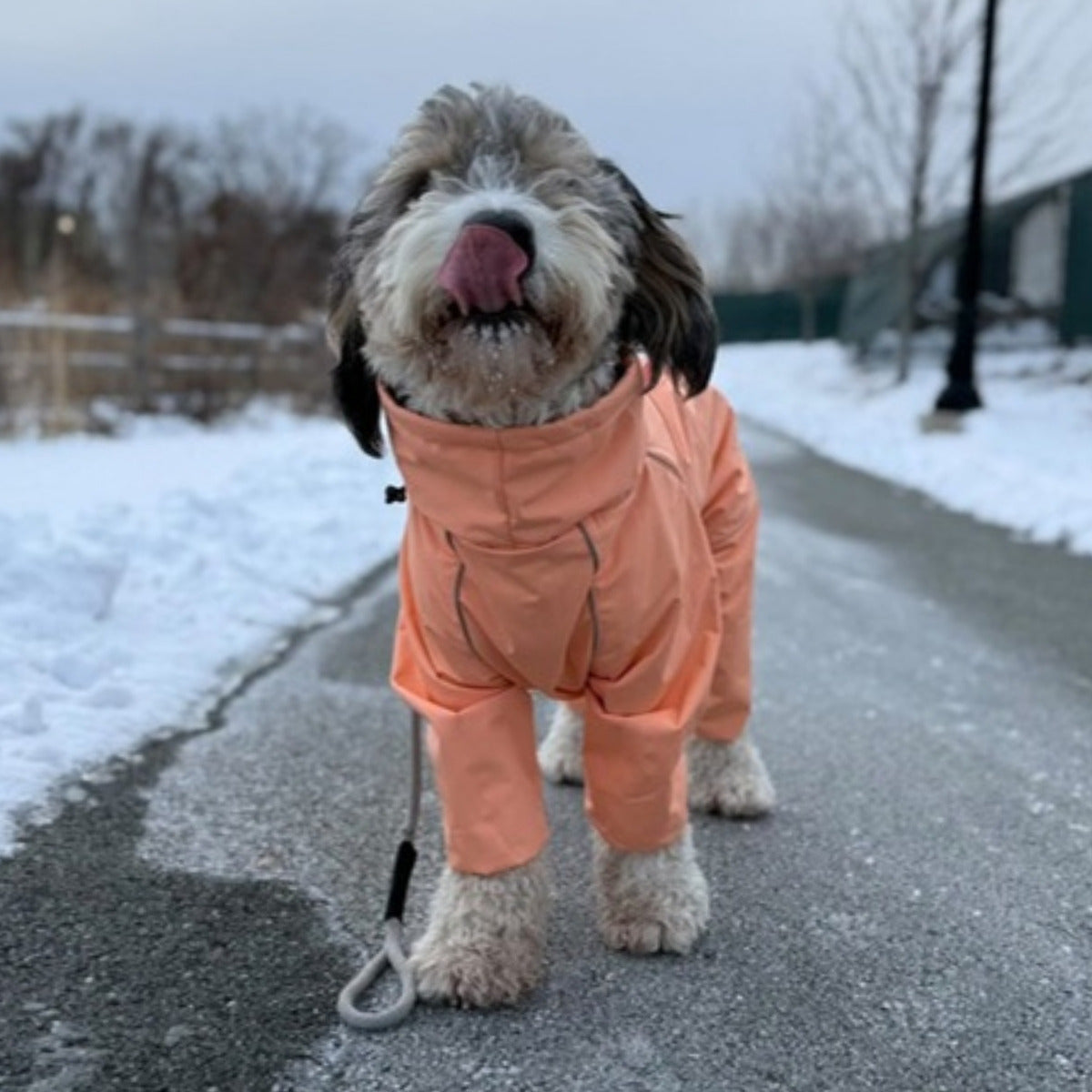 Customer photo: shaggy dog on a snowy path in the Sunset Snow Warrior