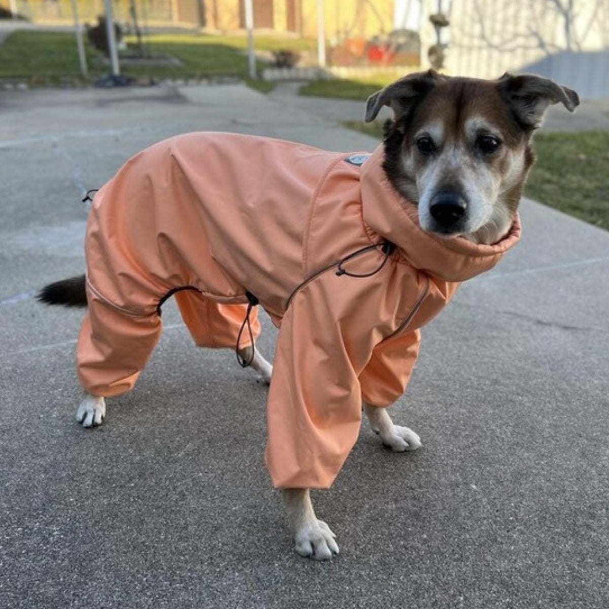 Customer photo: dog looking up in the Sunset Snow Warrior