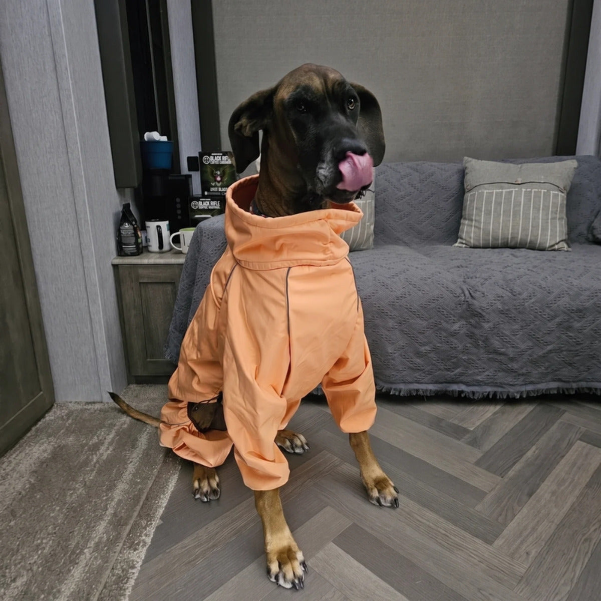 Customer photo: Great Dane at home in the Sunset Snow Warrior