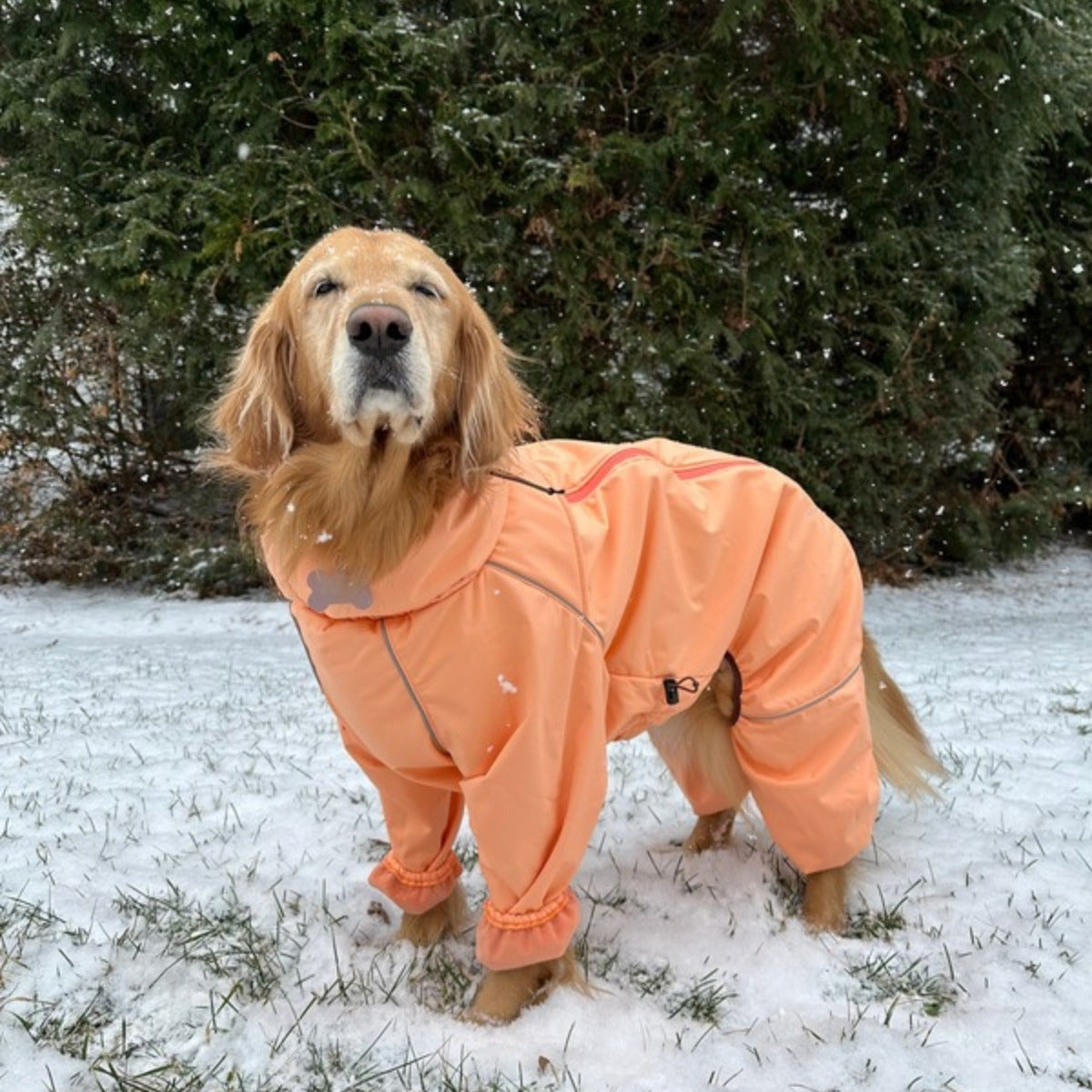 Customer photo: golden retriever in light snow in the Sunset Snow Warrior