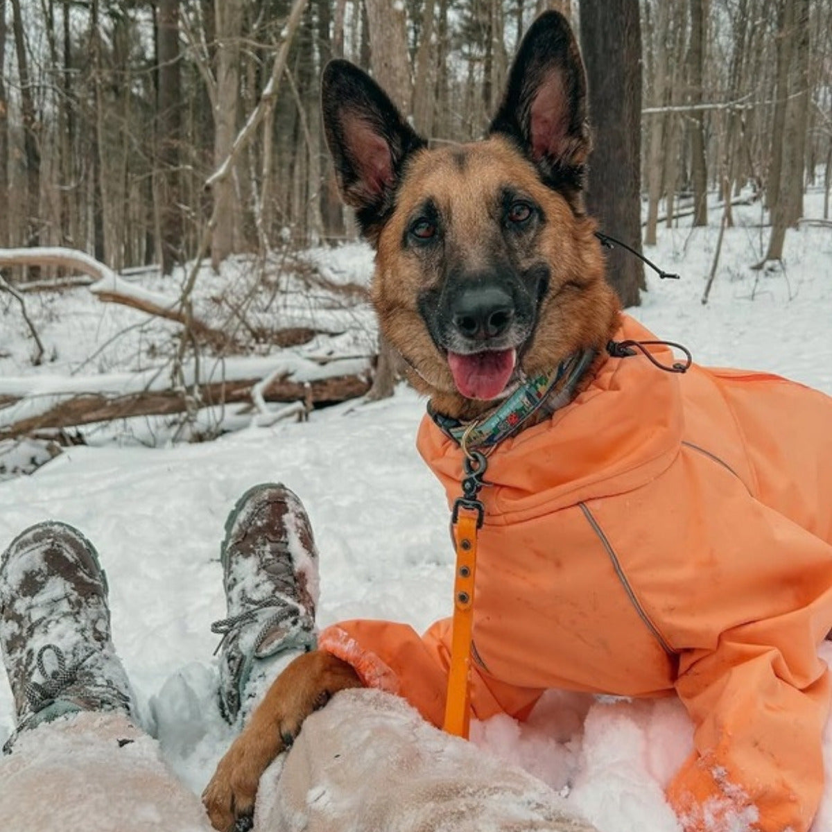 Customer photo: German Shepherd in the snowy woods in the Sunset Snow Warrior