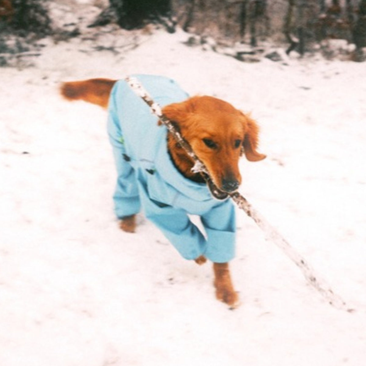 Golden retriever running through snow with a stick in the Snow Warrior snowsuit
