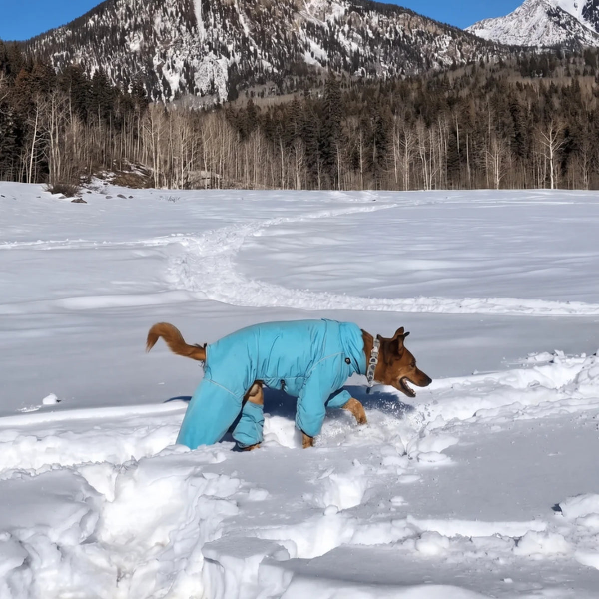 Dog digging in deep snow in the Oasis blue Snow Warrior dog snowsuit 