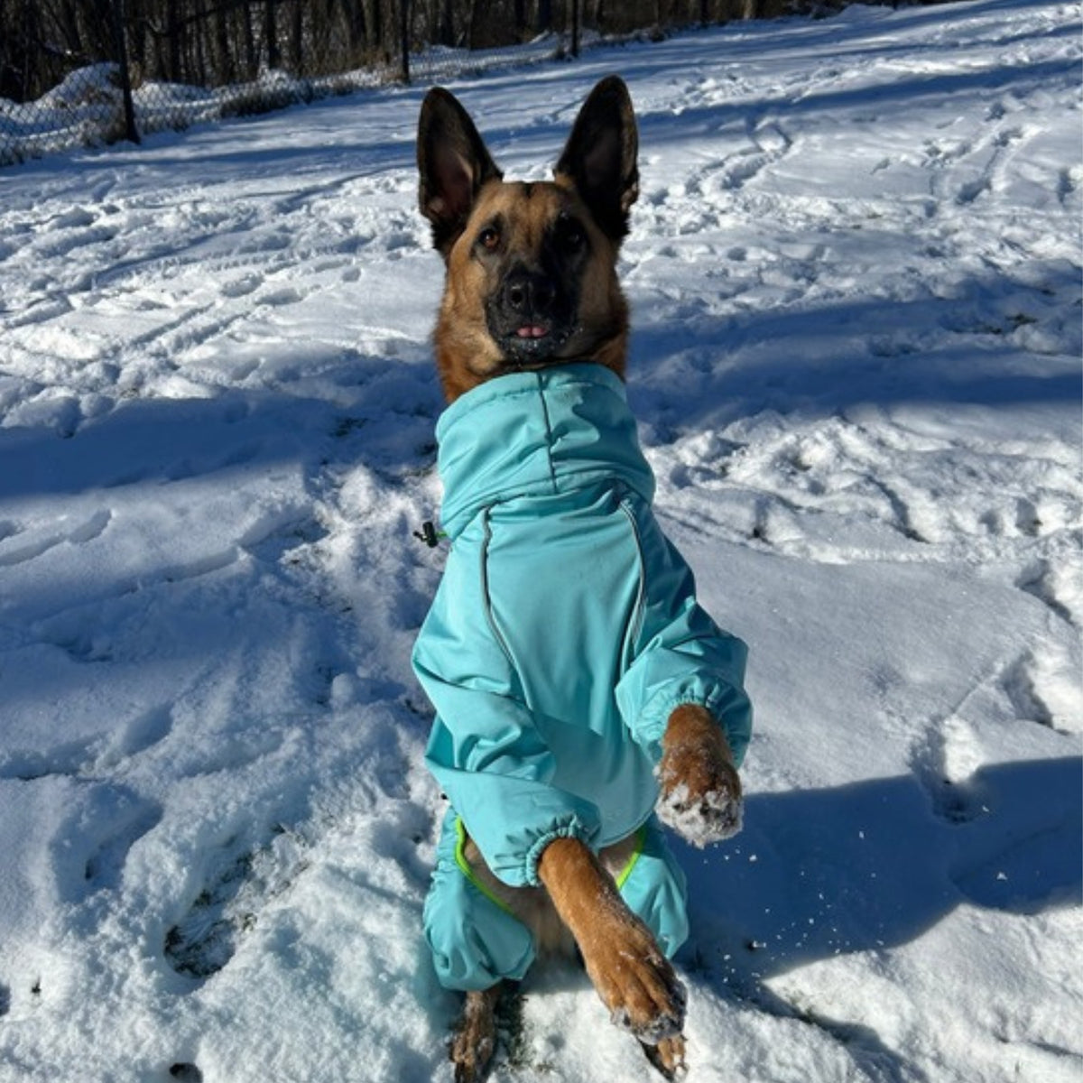 German Shepherd sitting up in the snow in the Oasis blue Snow Warrior dog snowsuit 