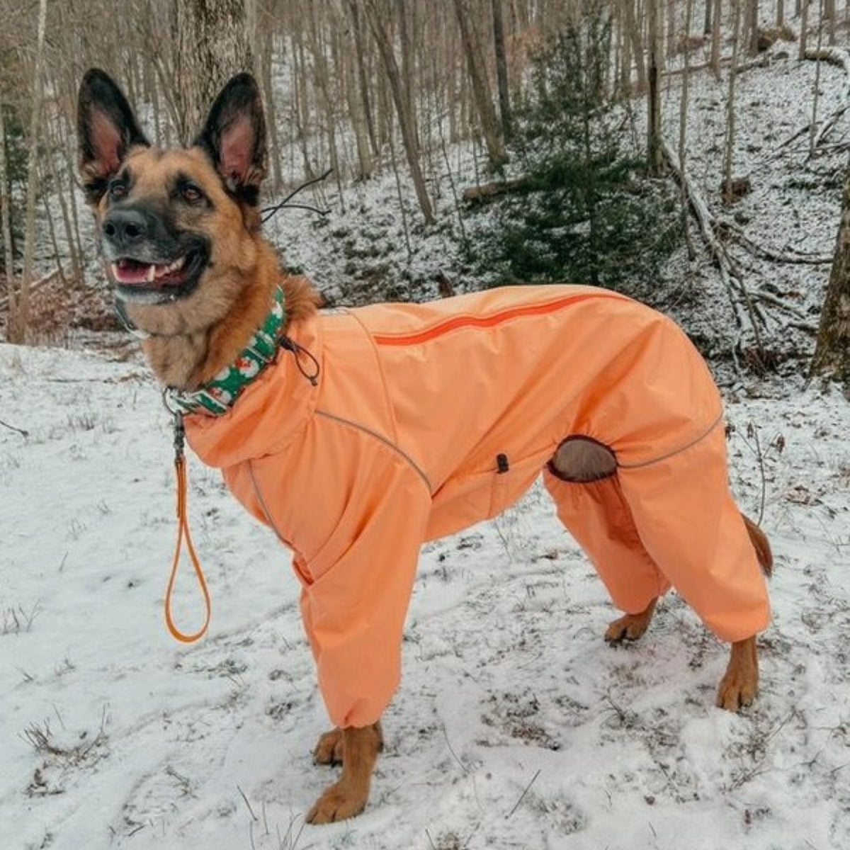 German Shepherd in snowy woods in the Sunset orange Snow Warrior dog snowsuit 