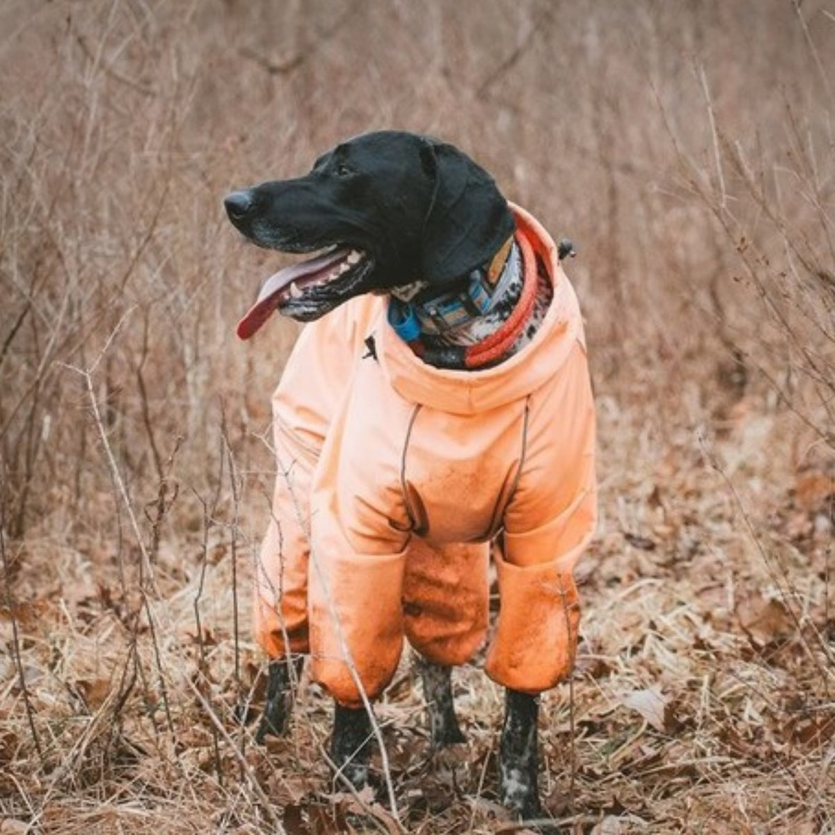 Pointer on a cold outdoor walk in the Sunset orange Snow Warrior dog snowsuit 