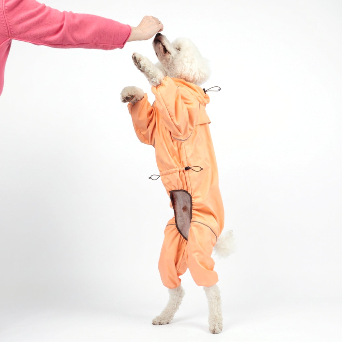 Standard poodle standing up on its back legs in the Sunset orange Snow Warrior, the suit moving with it 