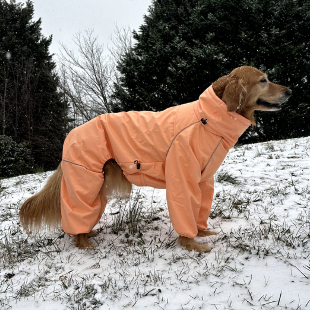 Golden retriever in snow wearing the Sunset Snow Warrior, all four legs and the belly covered