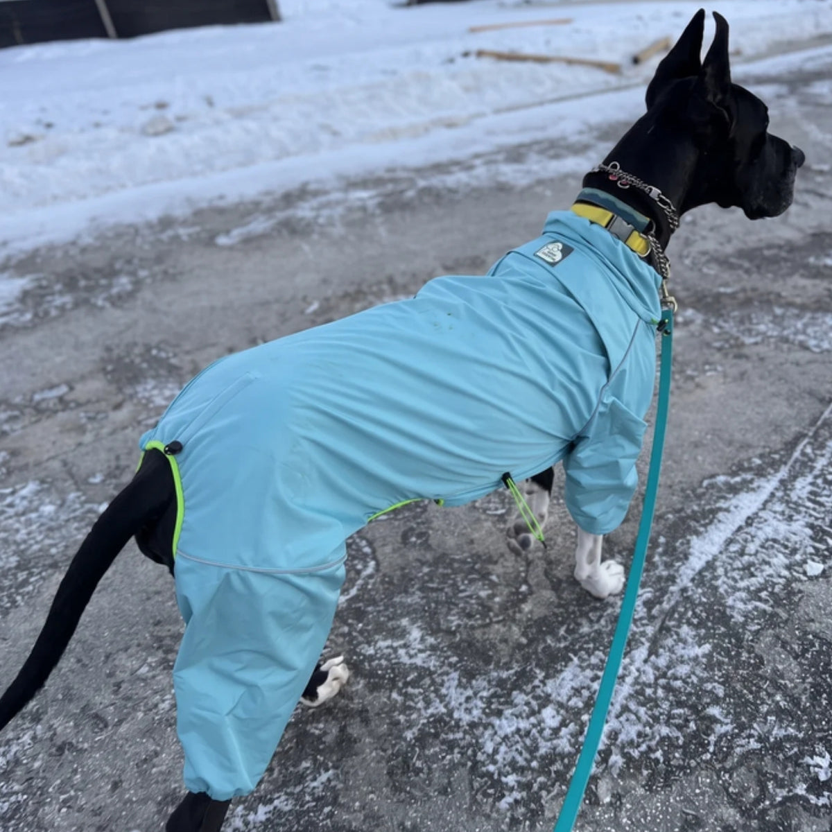 Great Dane in the Oasis Snow Warrior snowsuit, cut for a deep chest and long back