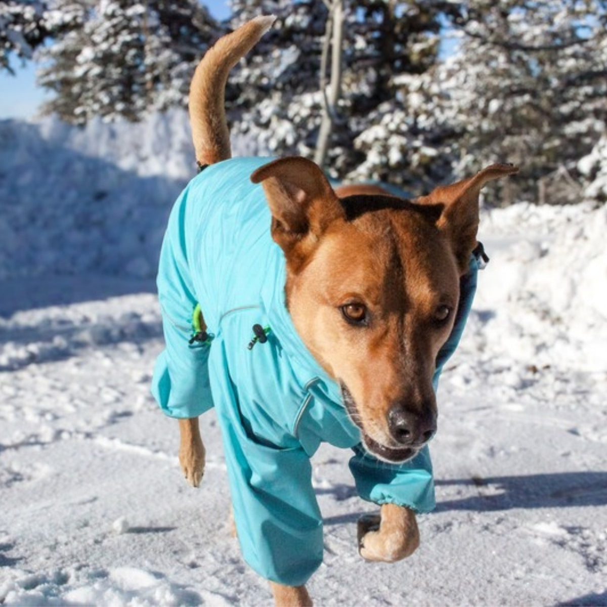 Dog trotting through snow in the Oasis blue Snow Warrior snowsuit