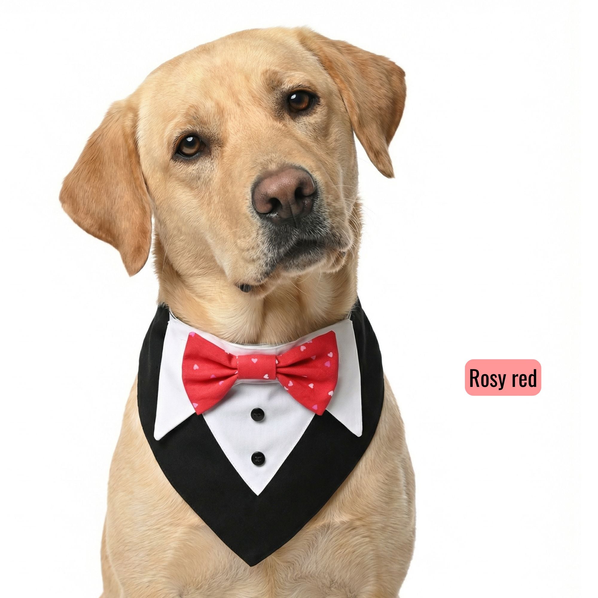 Switch-a-bow Tuxedo Bandana Set